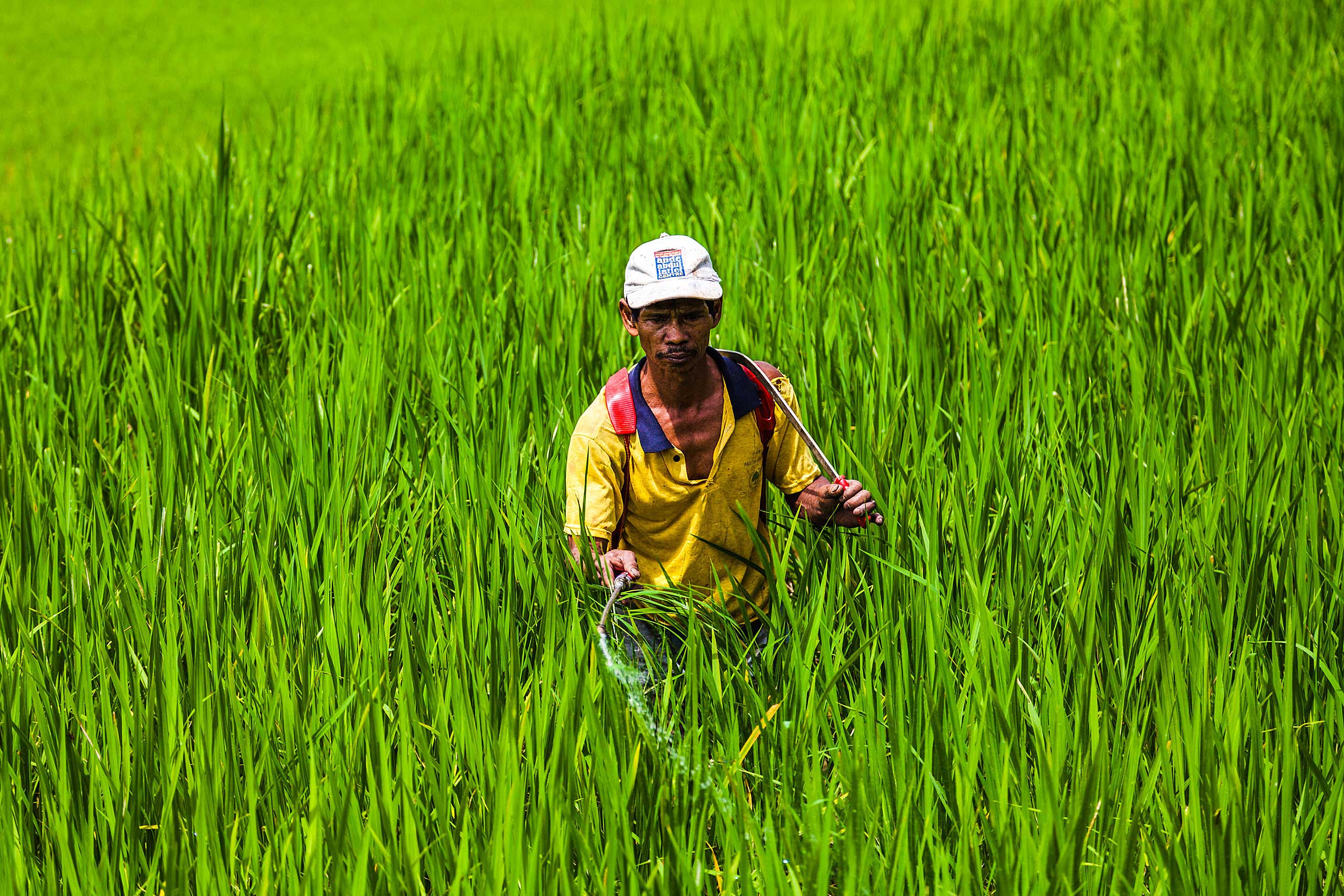 Rice Farmer